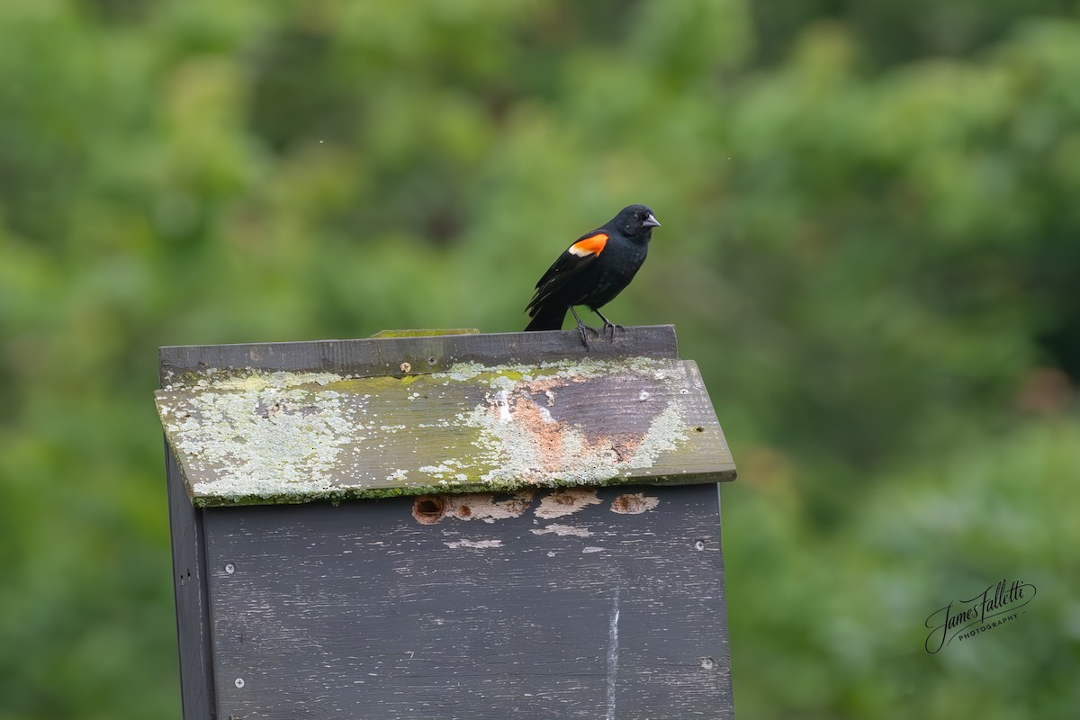 Red-winged Blackbird - ML637767328