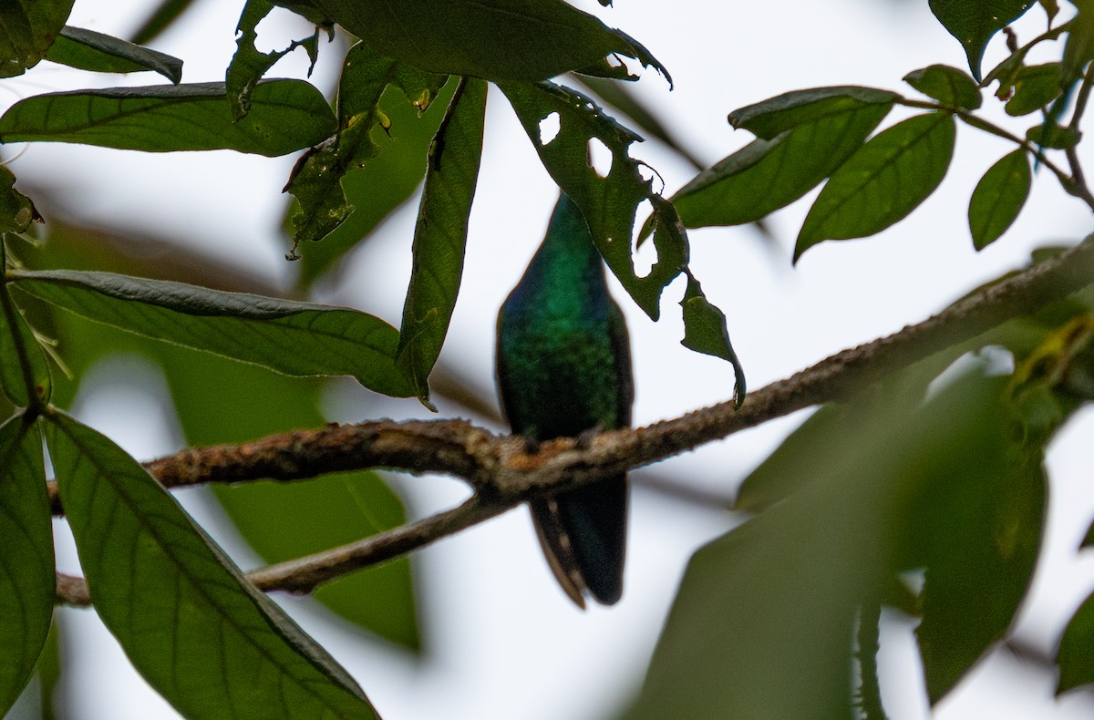 Green-throated Carib - ML637767329