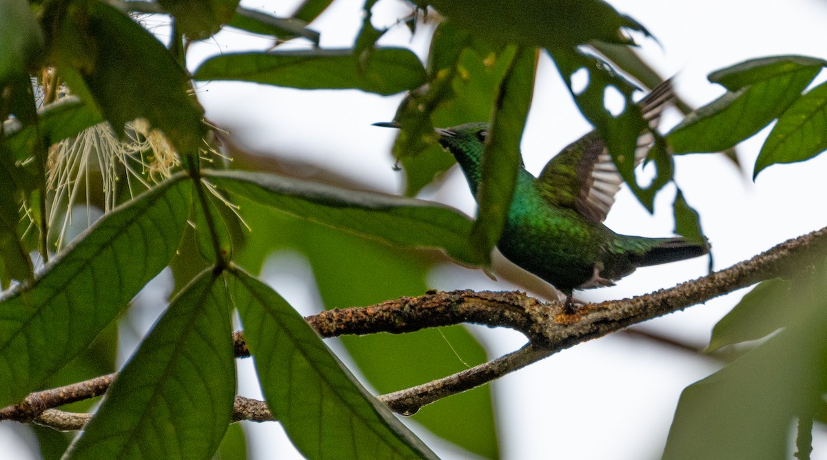 Green-throated Carib - ML637767344