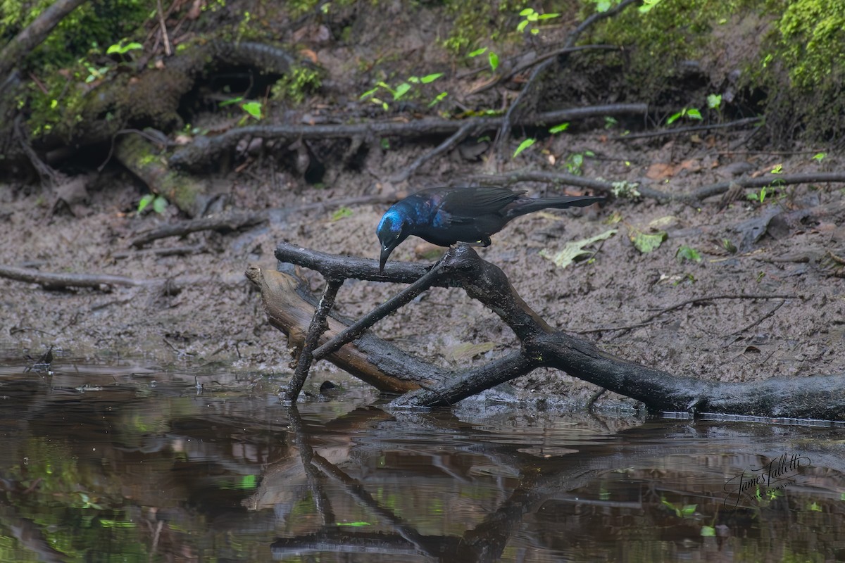 Common Grackle - ML637767345