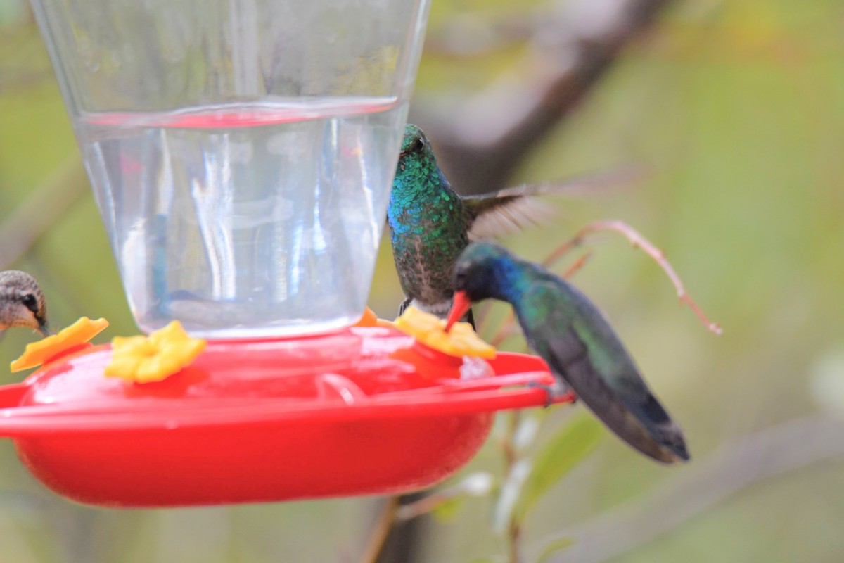 Broad-billed x Berylline Hummingbird (hybrid) - ML637767444