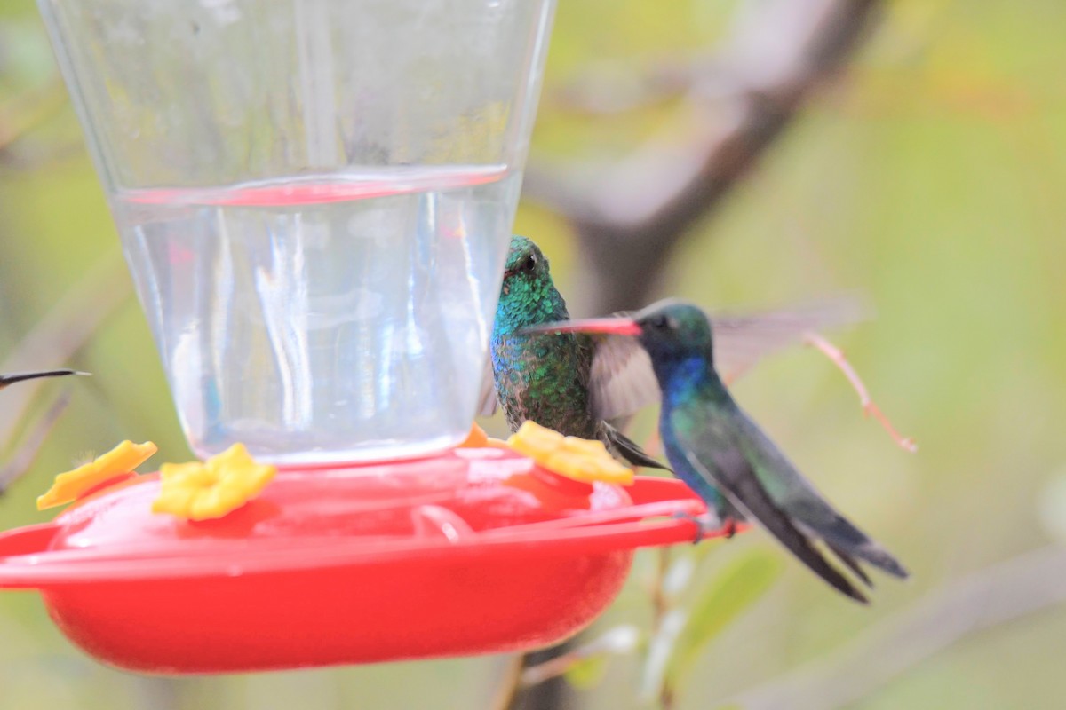 Broad-billed x Berylline Hummingbird (hybrid) - ML637767445