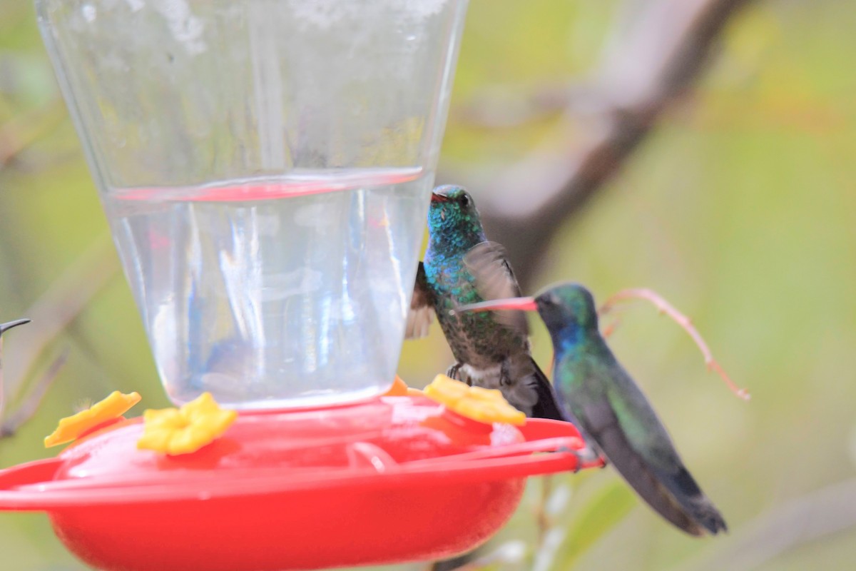Broad-billed x Berylline Hummingbird (hybrid) - ML637767446