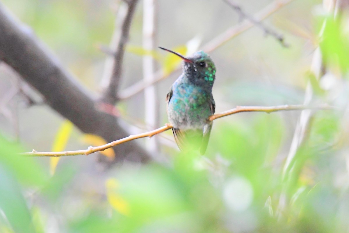 Broad-billed x Berylline Hummingbird (hybrid) - ML637767447