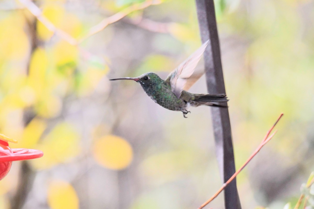 Broad-billed x Berylline Hummingbird (hybrid) - ML637767448