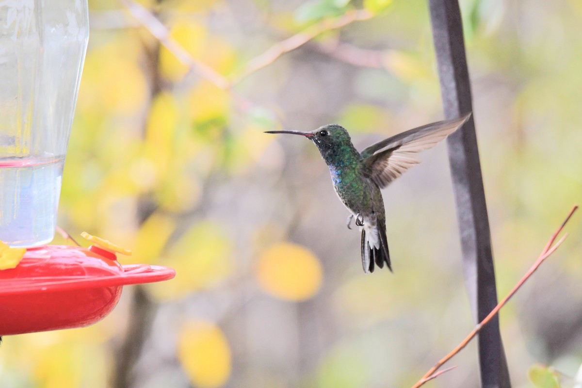 Broad-billed x Berylline Hummingbird (hybrid) - ML637767449