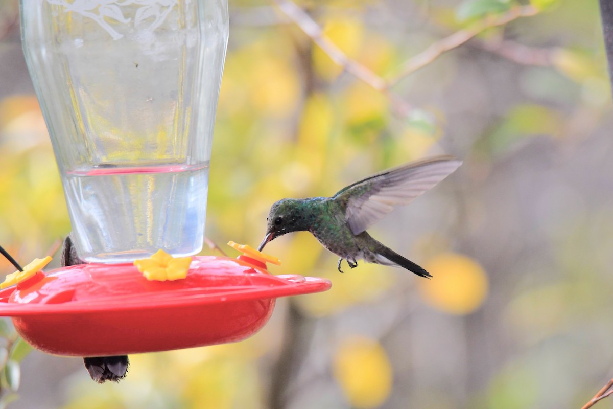 Broad-billed x Berylline Hummingbird (hybrid) - ML637767450