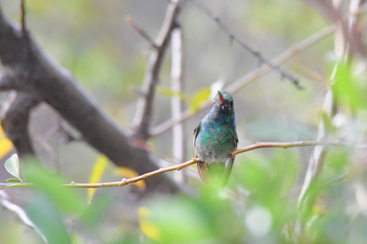Broad-billed x Berylline Hummingbird (hybrid) - ML637767451