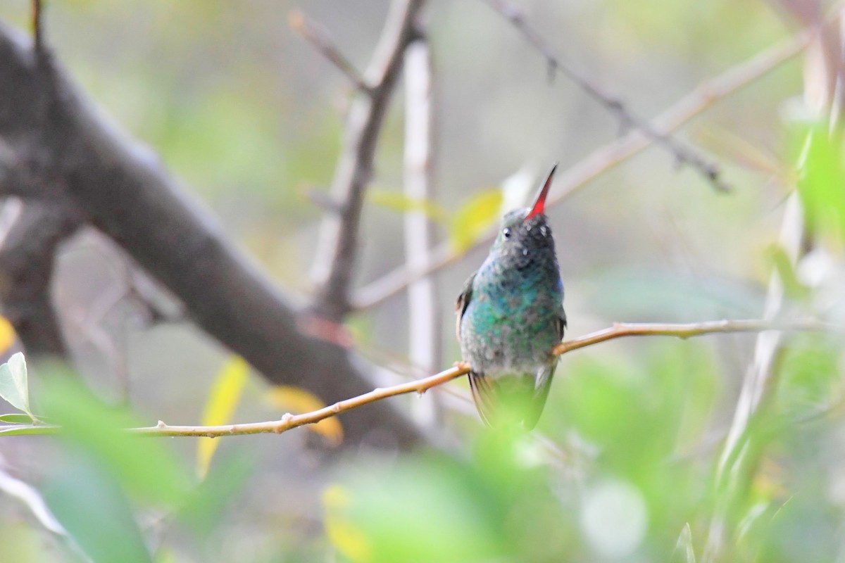 Broad-billed x Berylline Hummingbird (hybrid) - ML637767452