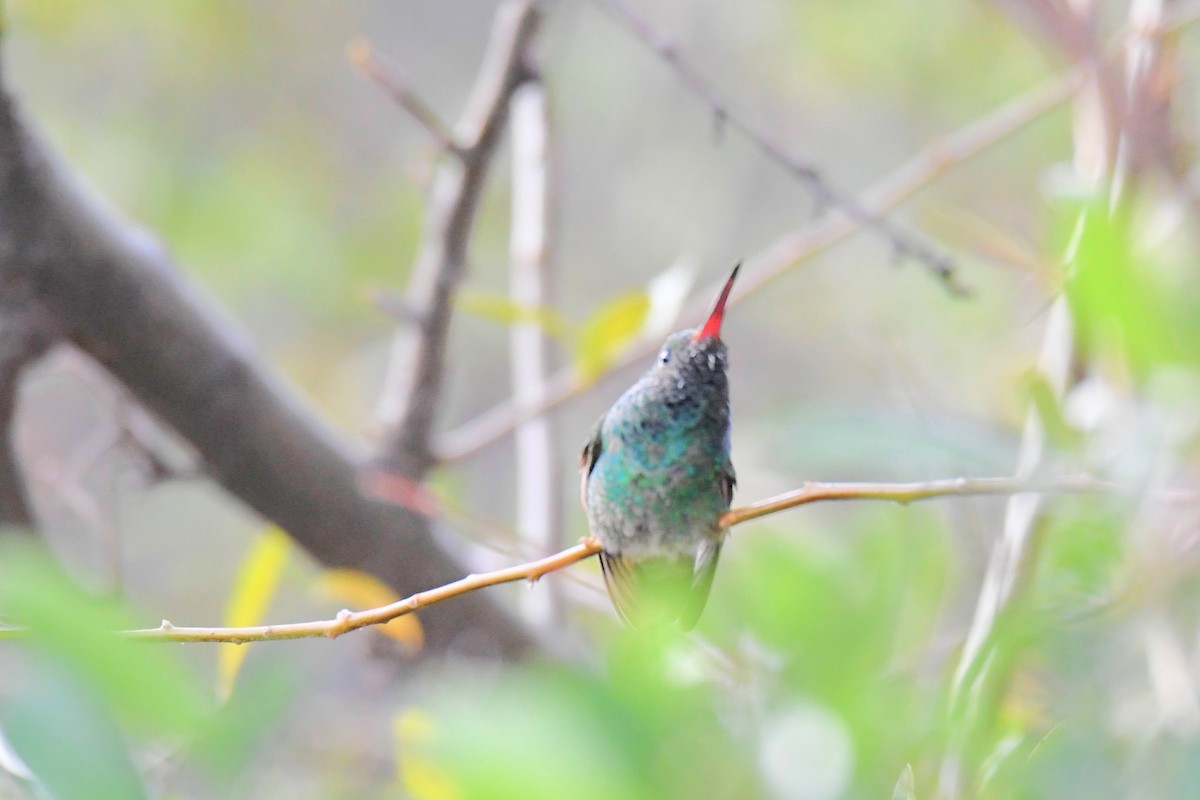 Broad-billed x Berylline Hummingbird (hybrid) - ML637767453