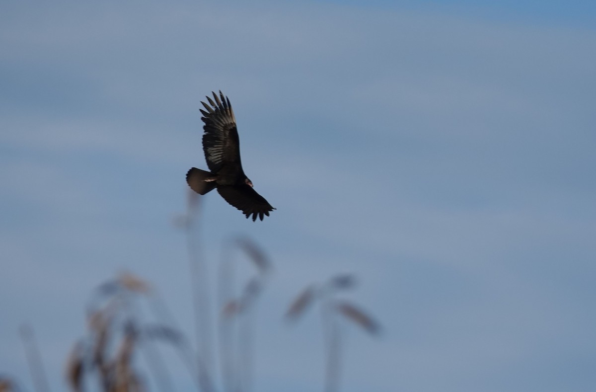 Lesser Yellow-headed Vulture - ML637767480