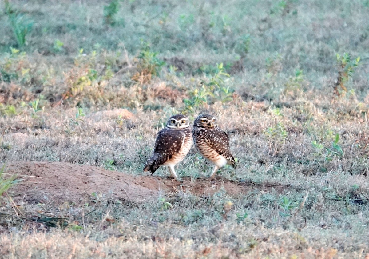Burrowing Owl - ML637767494
