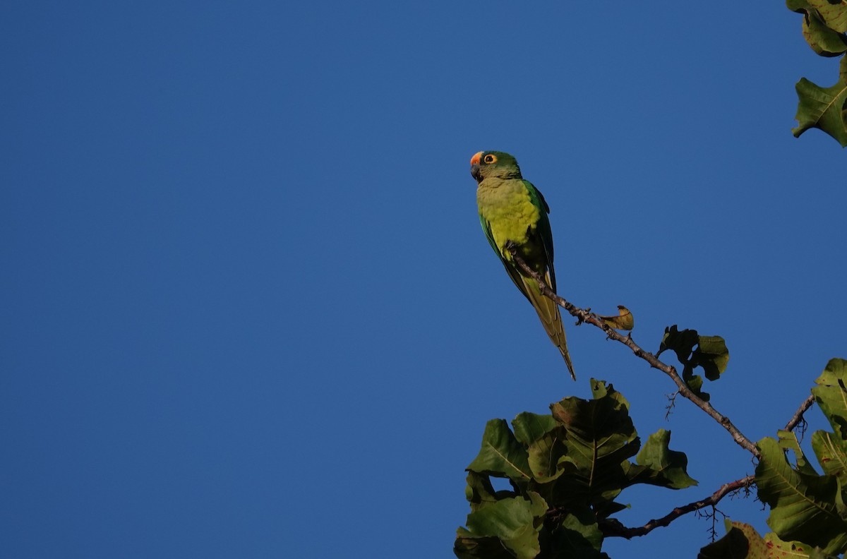 Peach-fronted Parakeet - ML637767518