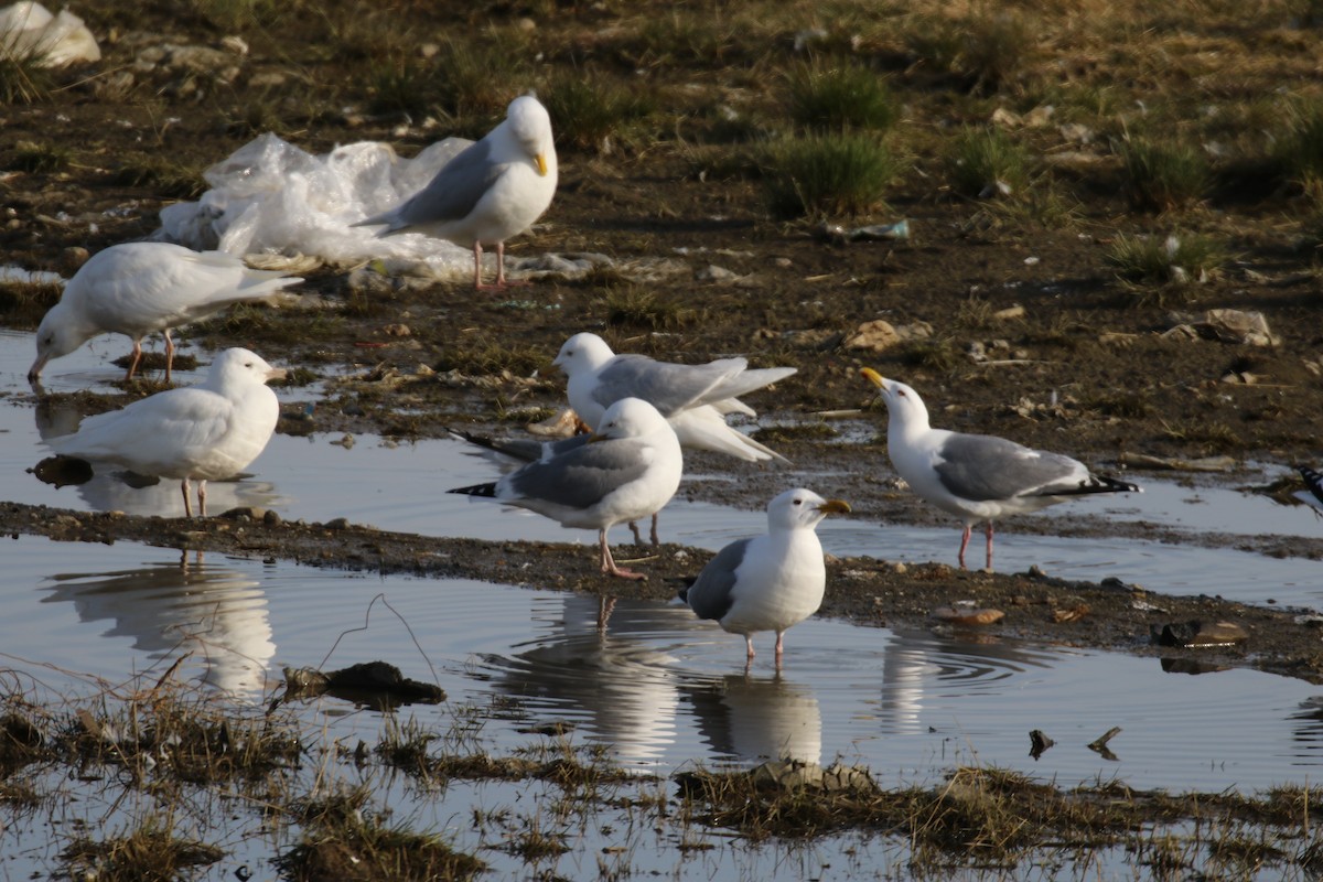 Vega Gull - ML637767529
