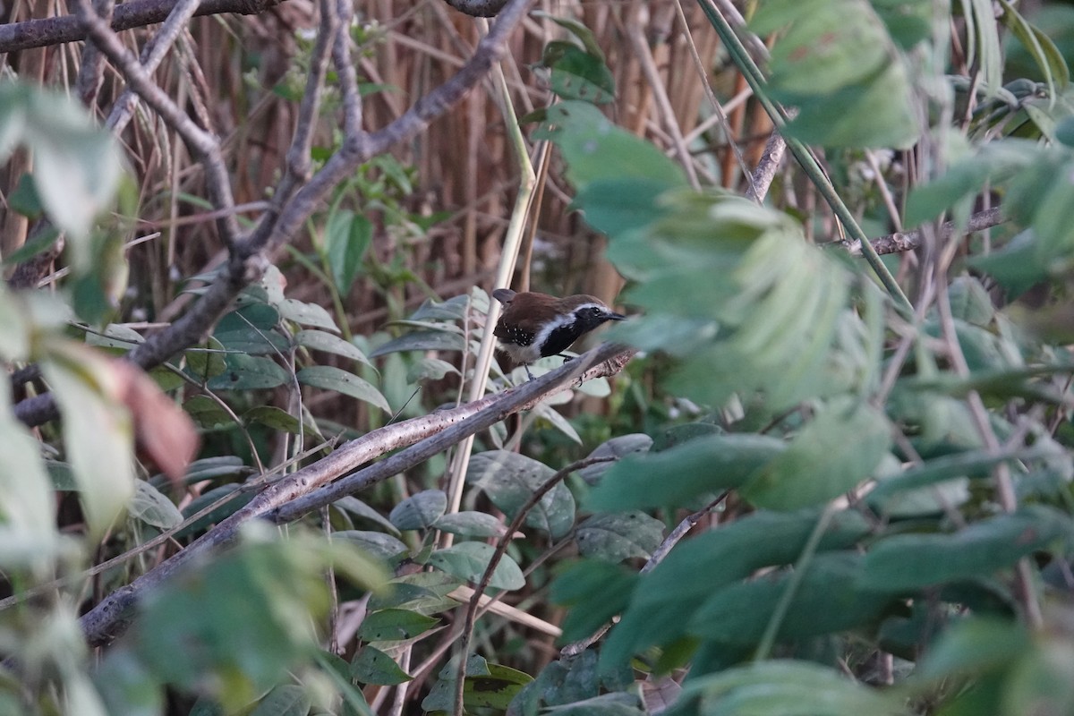 Rusty-backed Antwren - ML637767531
