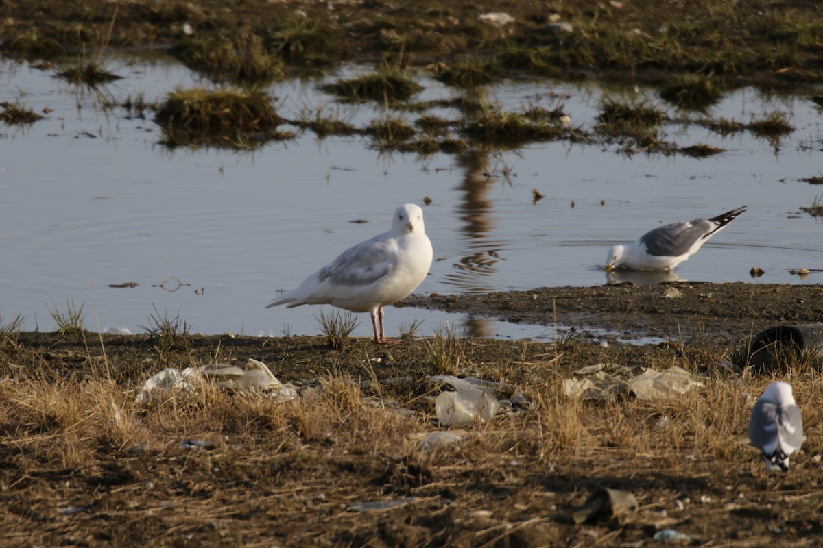 Glaucous Gull - ML637767542
