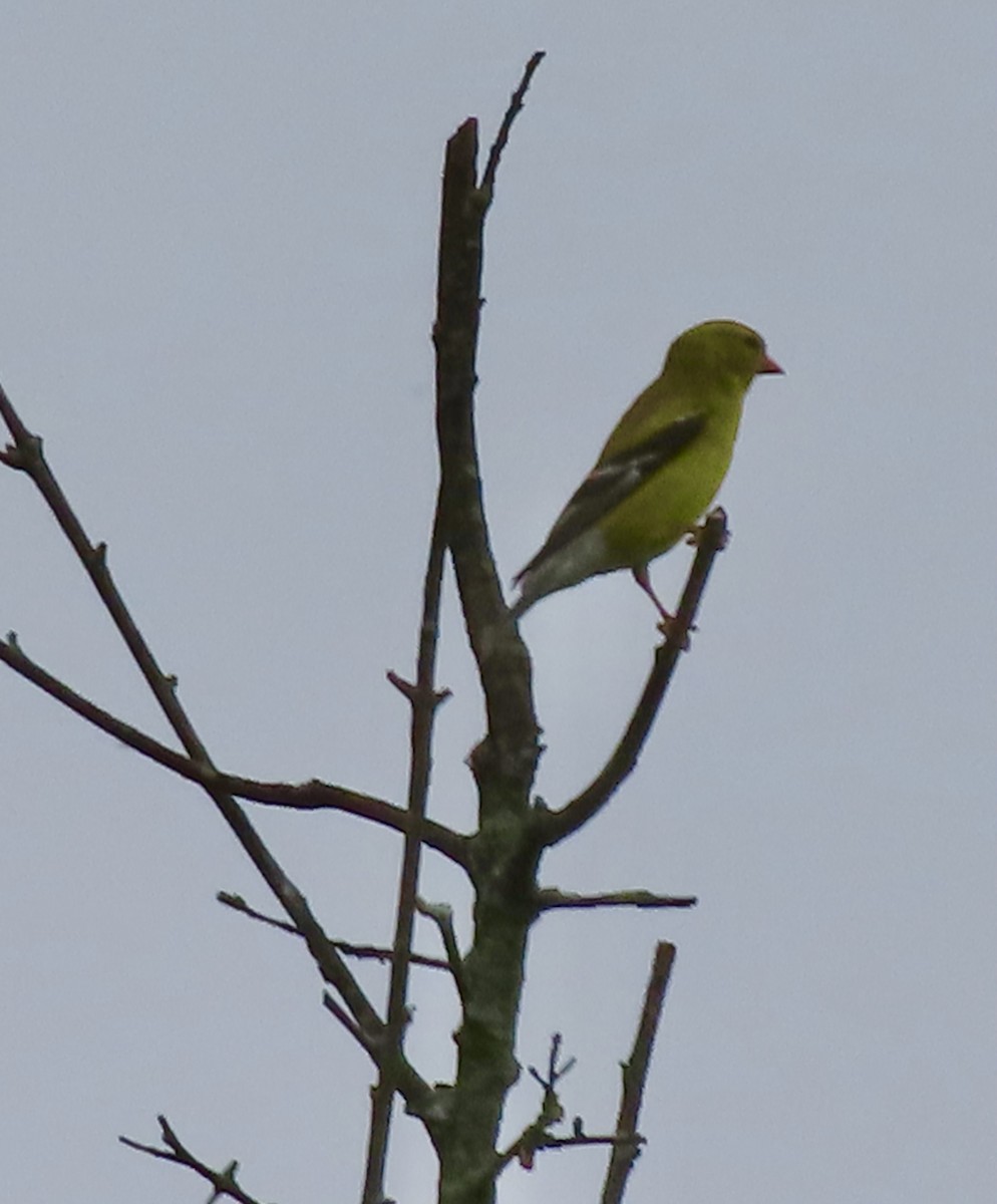 American Goldfinch - ML637767577