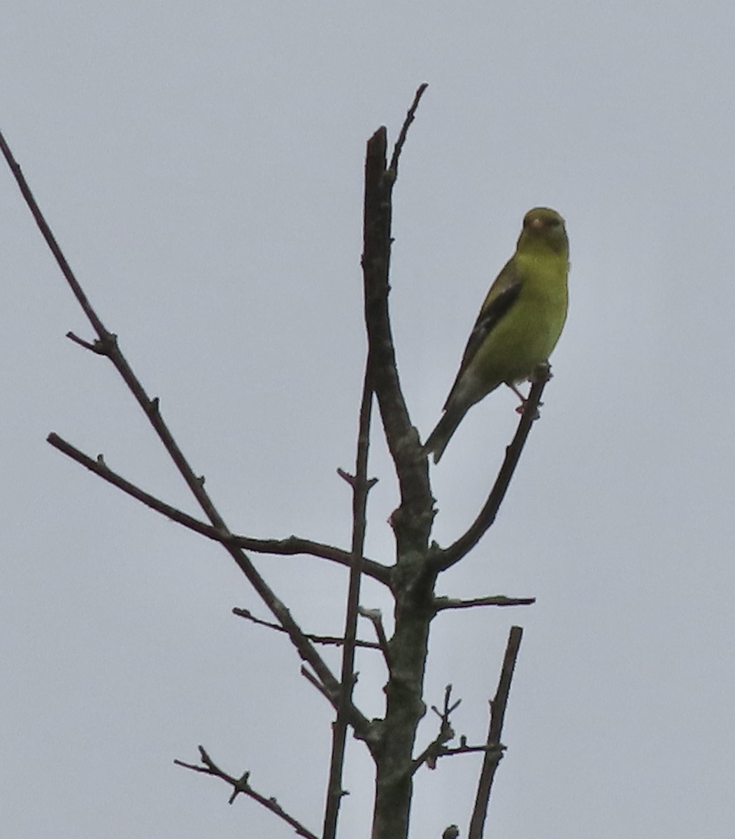 American Goldfinch - ML637767578