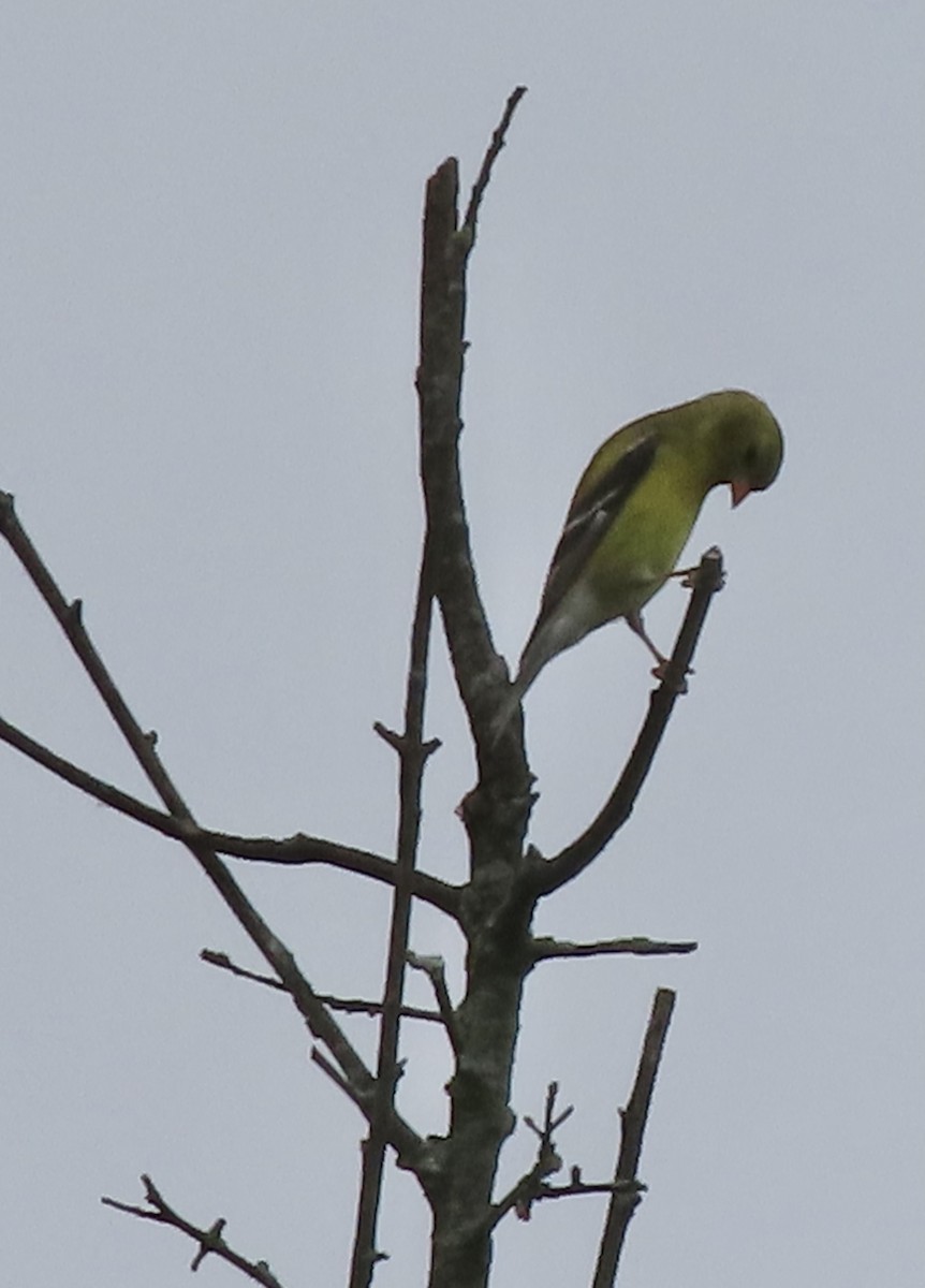 American Goldfinch - ML637767579
