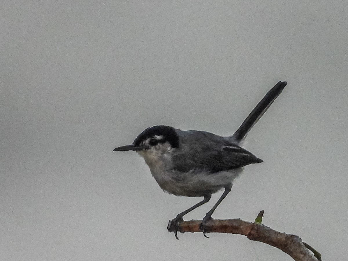 White-browed Gnatcatcher - ML637767612