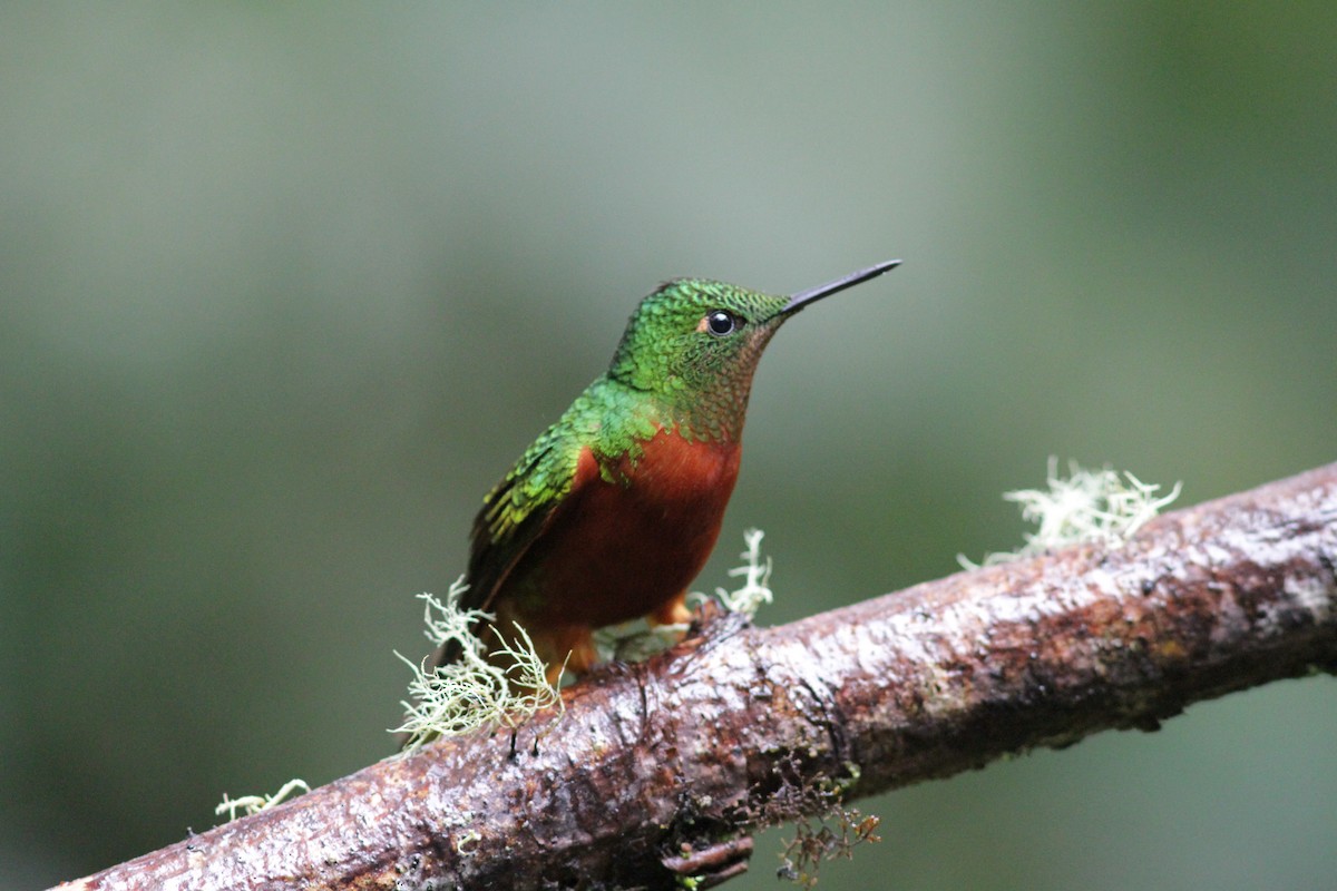 Chestnut-breasted Coronet - ML637767627