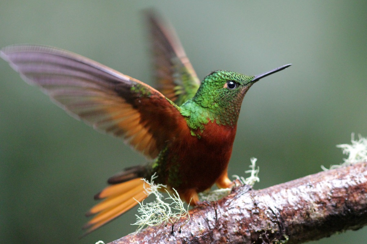 Chestnut-breasted Coronet - ML637767628