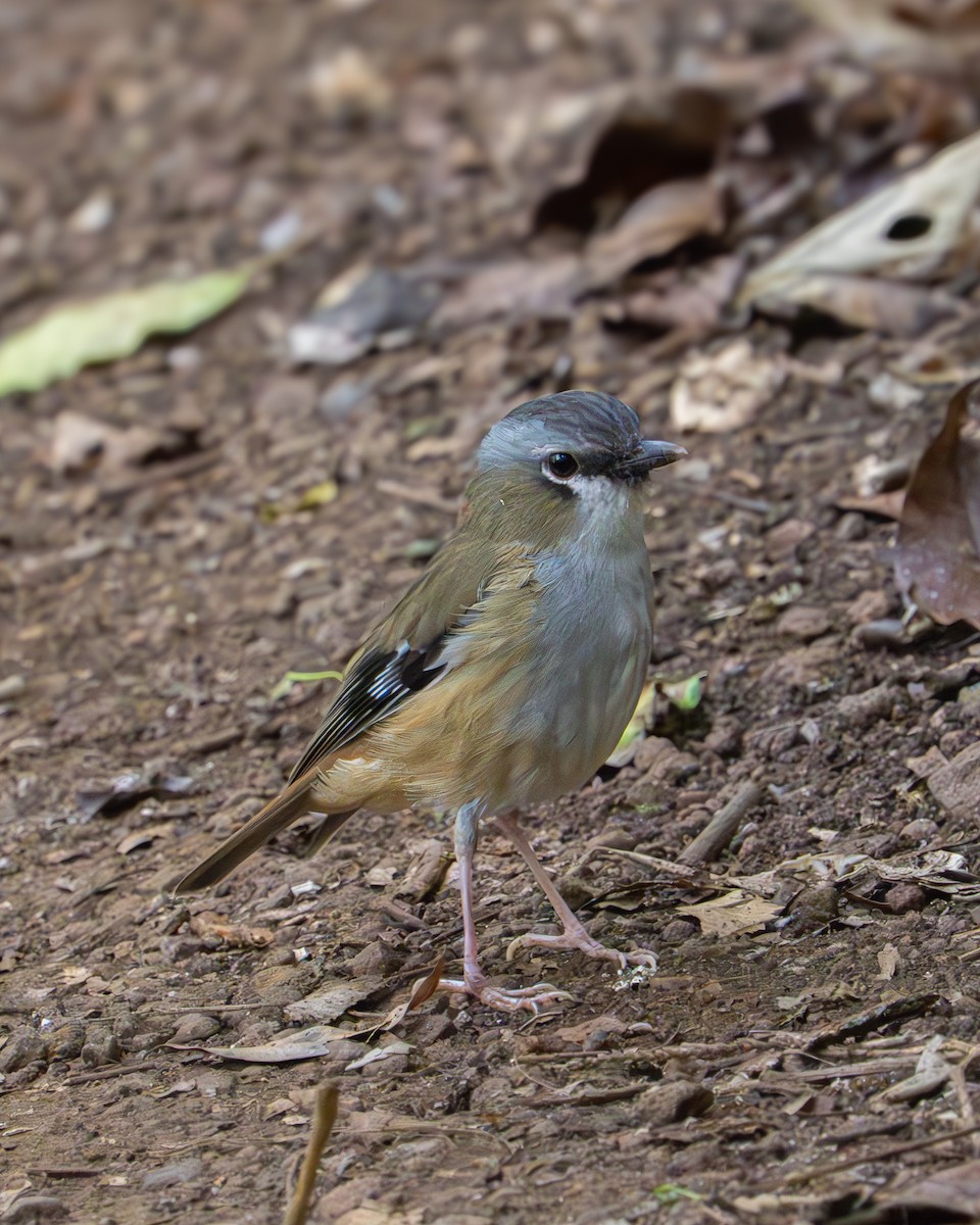 Gray-headed Robin - ML637767641