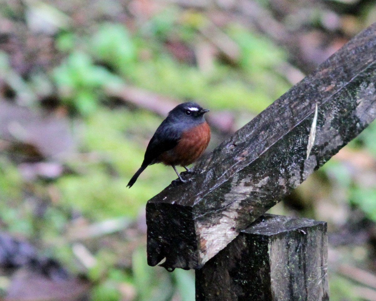 Chestnut-bellied Chat-Tyrant - ML637767655