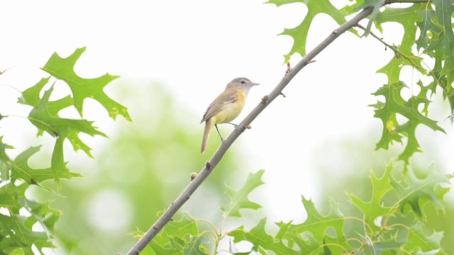 Bell's Vireo - ML637767726