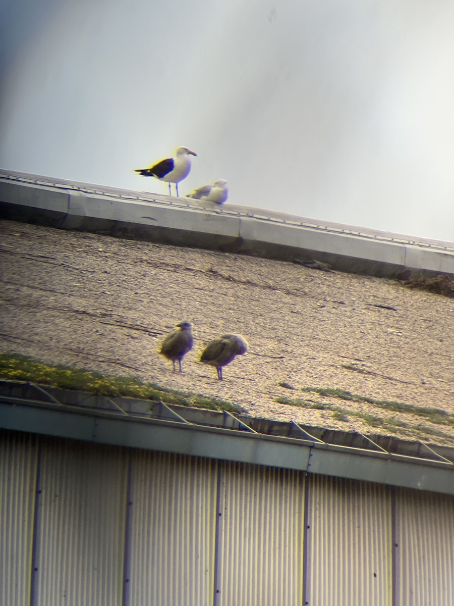 Kelp Gull - ML637767740