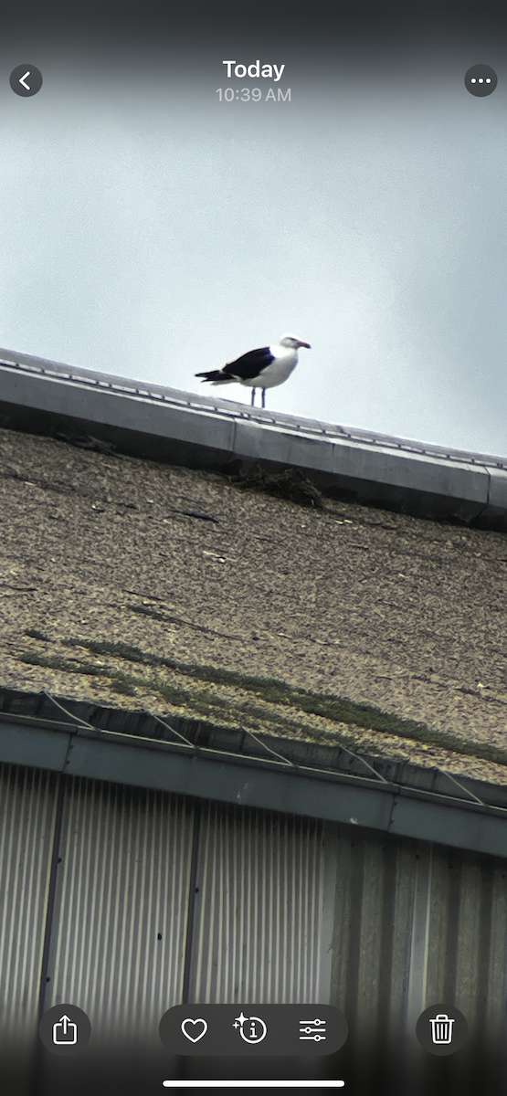 Kelp Gull - ML637767741