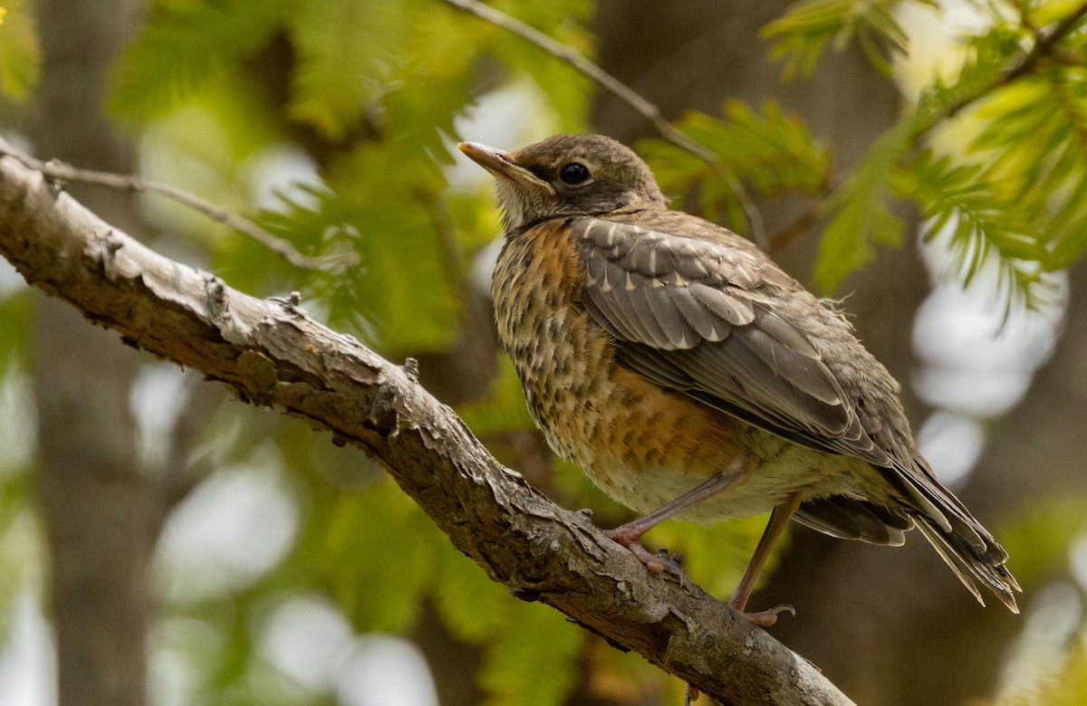 American Robin - ML637767901