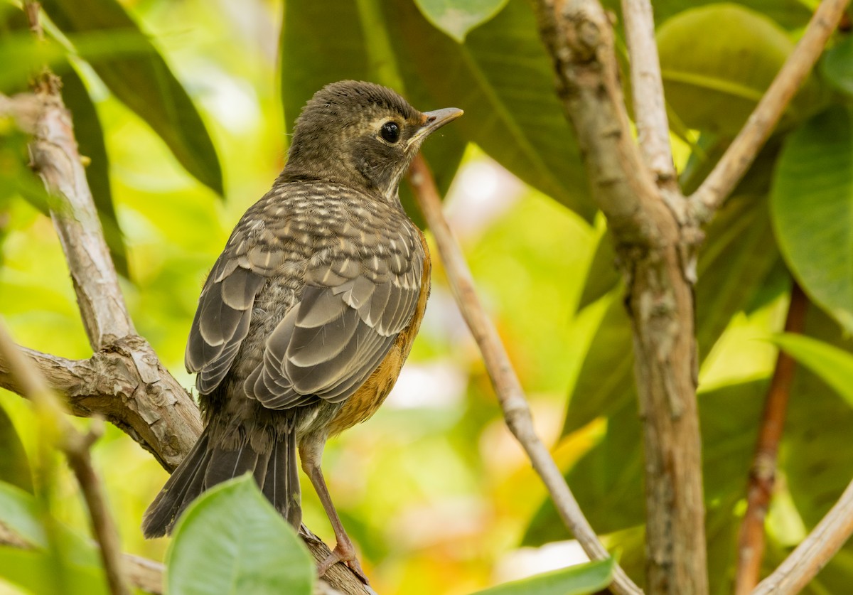 American Robin - ML637767902