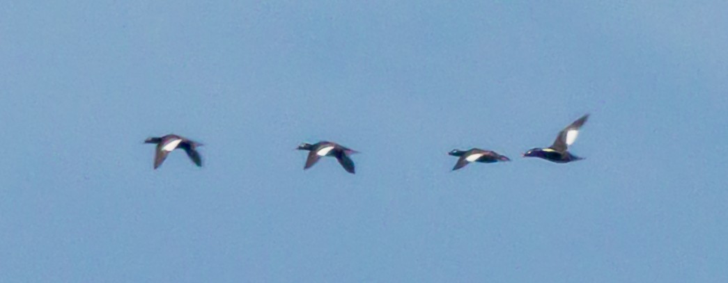 White-winged Scoter - ML637767993