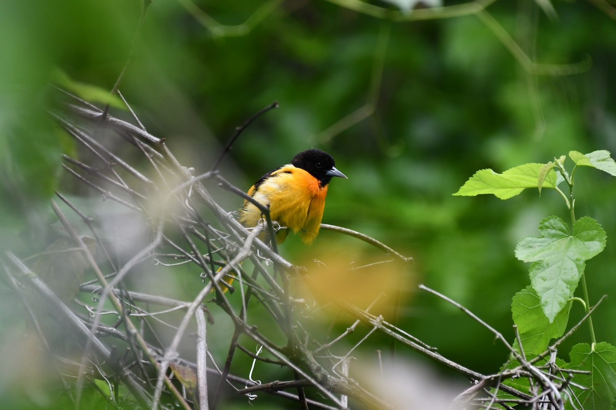 Oriole de Baltimore - ML637768007