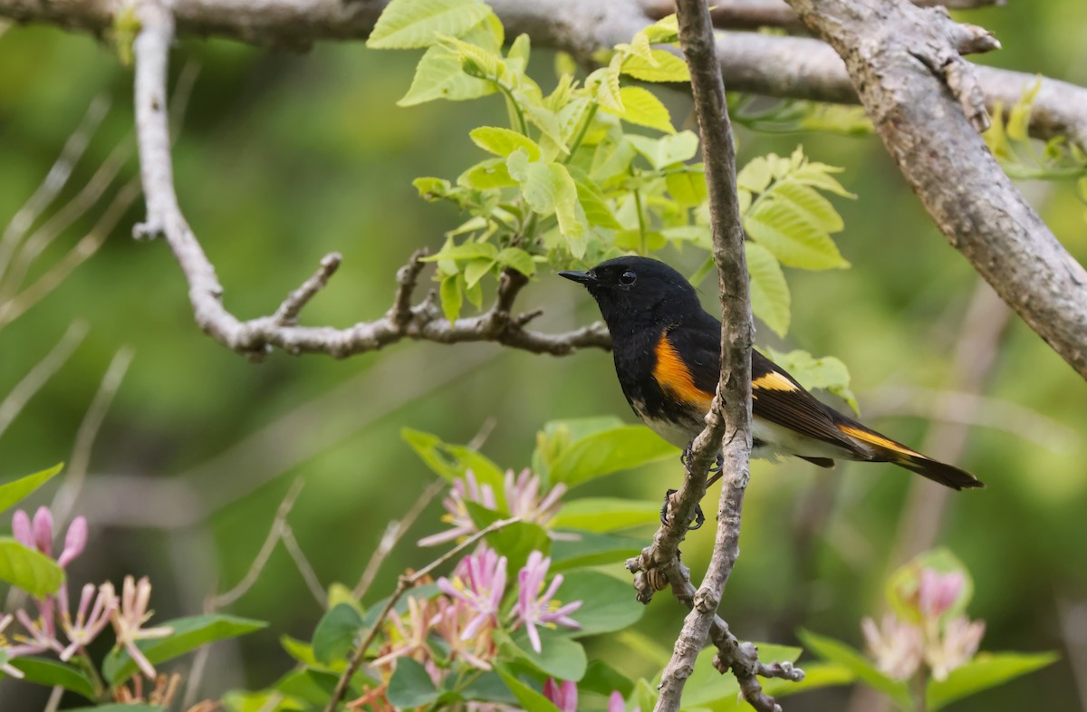American Redstart - ML637768034