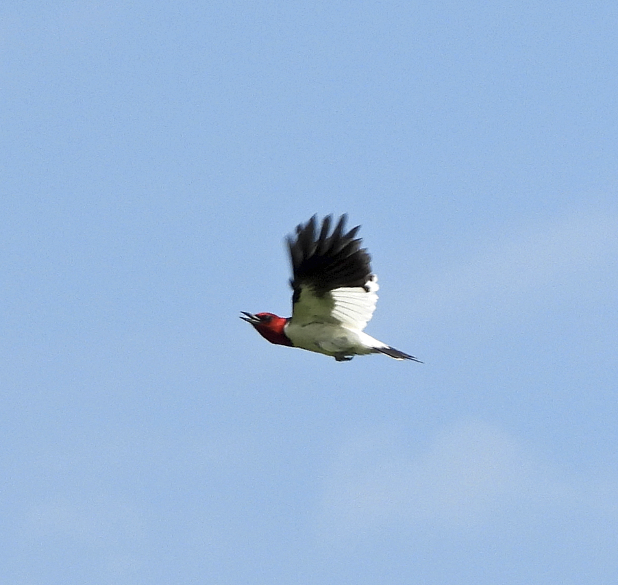 Red-headed Woodpecker - ML637768092