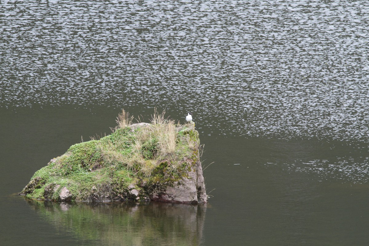 Andean Gull - ML637768141