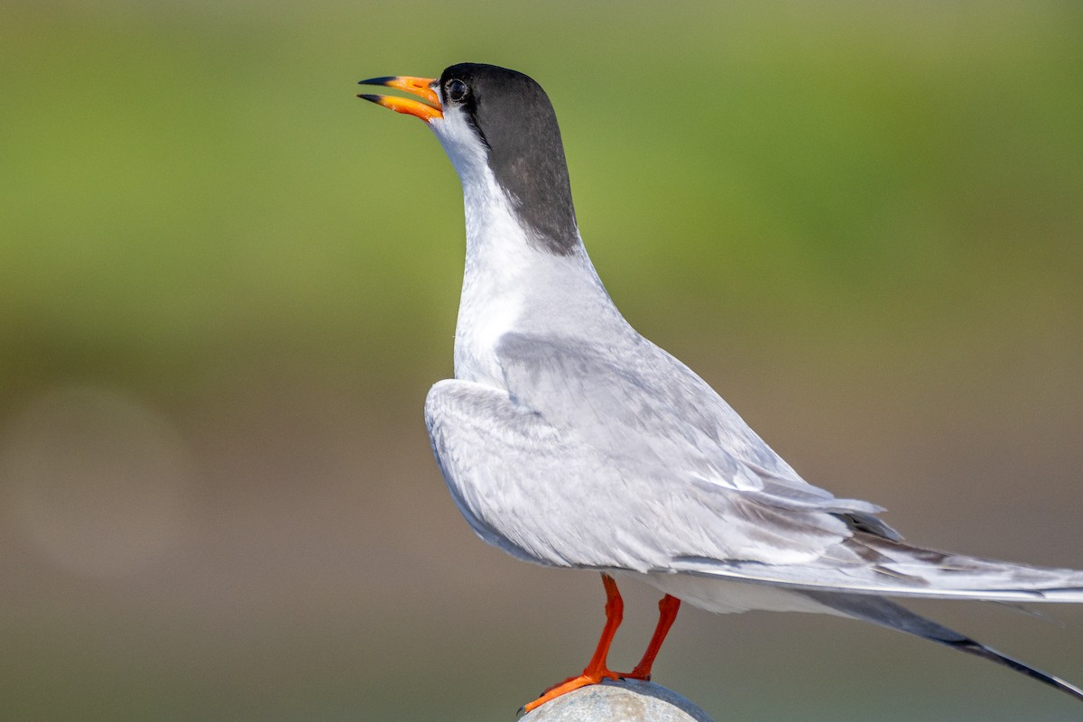 Forster's Tern - ML637768146