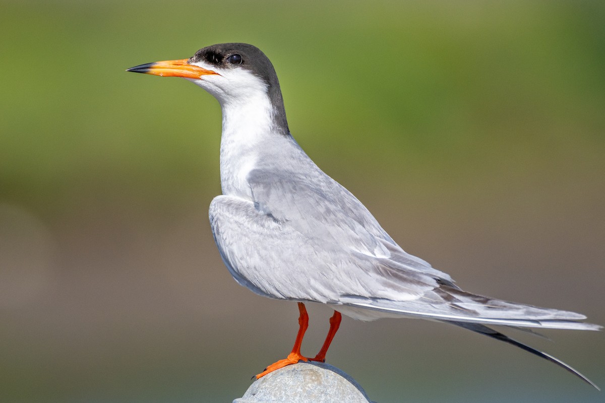 Forster's Tern - ML637768147