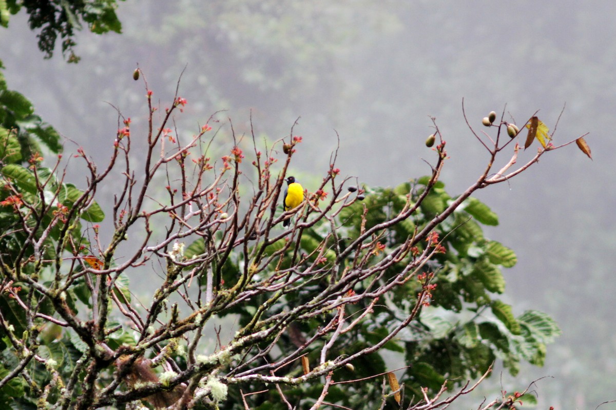 Hooded Mountain Tanager - ML637768168