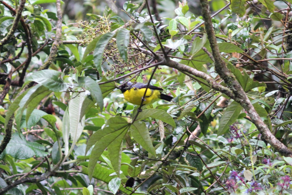 Hooded Mountain Tanager - ML637768169