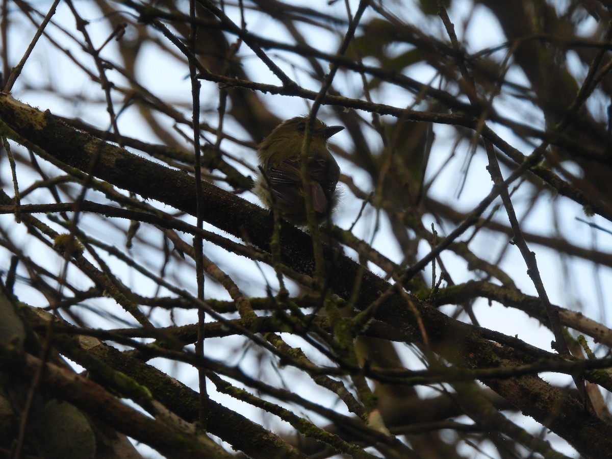 Olive-faced Flatbill - ML637768170
