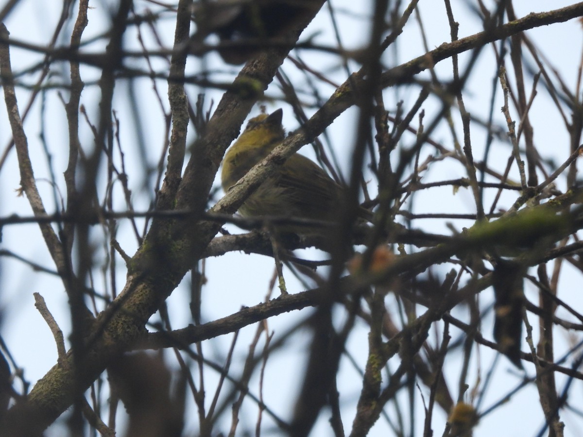 Olive-faced Flatbill - ML637768171