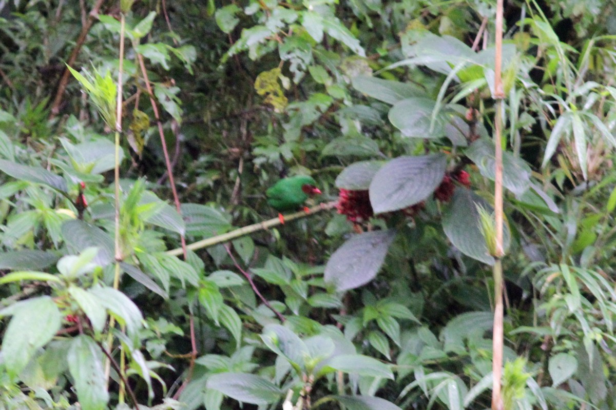 Grass-green Tanager - ML637768190