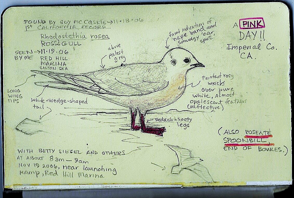Ross's Gull - ML637768194