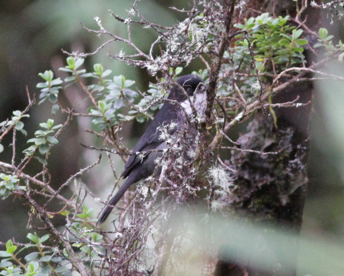 Black-backed Bush Tanager - ML637768217