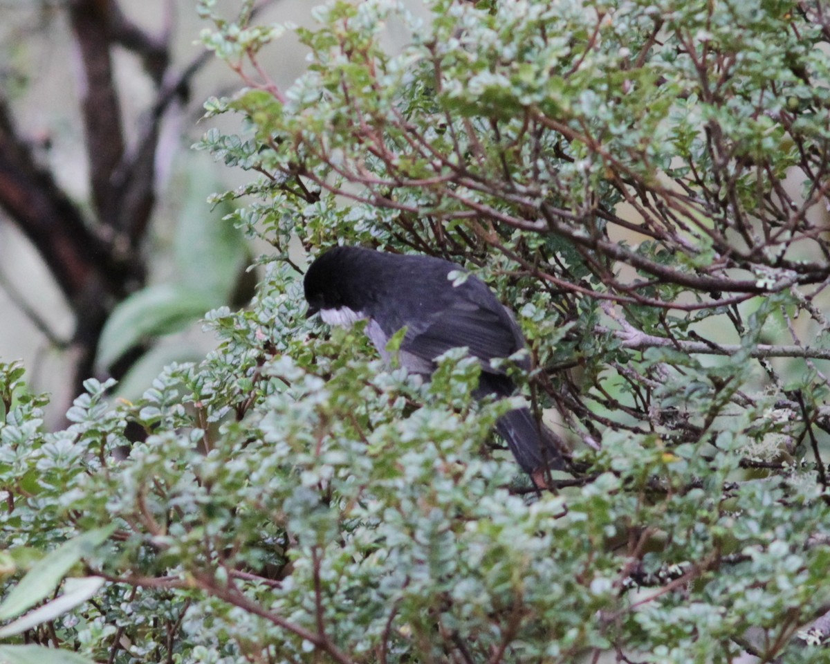 Black-backed Bush Tanager - ML637768218
