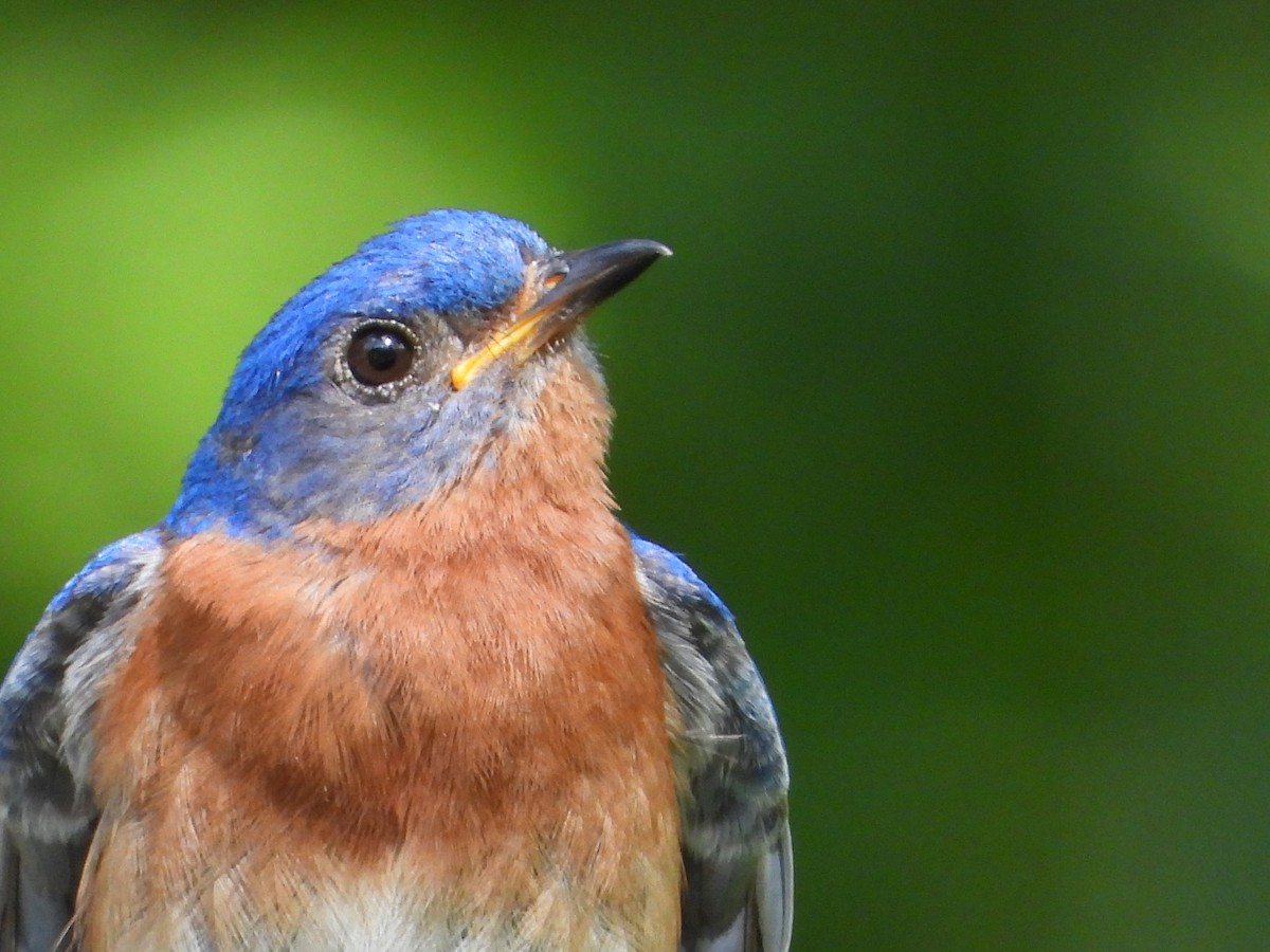 Eastern Bluebird - ML637768305