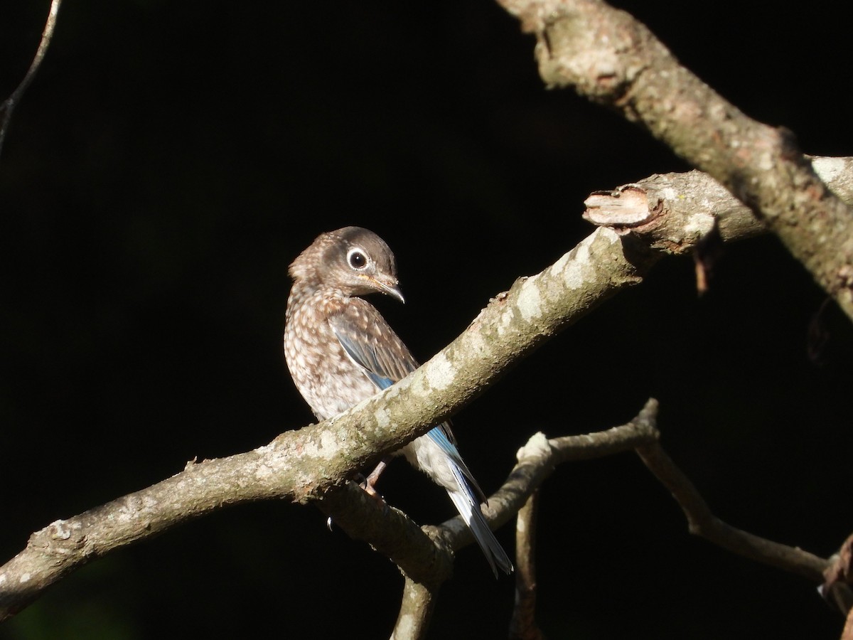 Eastern Bluebird - ML637768315
